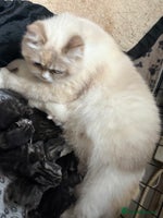 Persian cats Persian x kittens , 2 separate litters - Advert 3