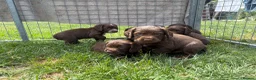 Cocker Spaniel dogs for sale: Working cocker spaniel puppies  - Advert 6