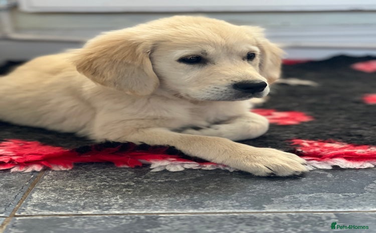 Golden Retriever dogs - Advert 12