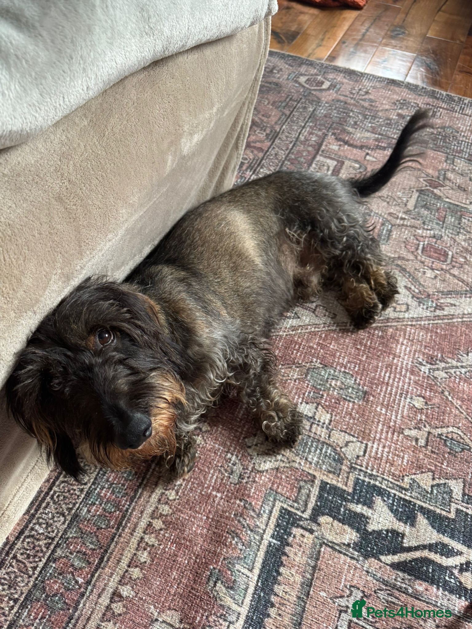 Dachshund dogs Wire-haired Dachshund Frank  - Advert 3