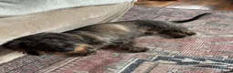Dachshund dogs for sale: Wire-haired Dachshund Frank  - Advert 1