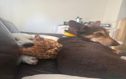 Mixed Breed dogs for sale: Evan and Chance (please read) - Image 1