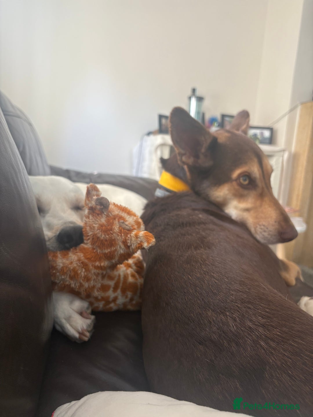 Mixed Breed dogs for sale: Evan and Chance (please read) - Image 1