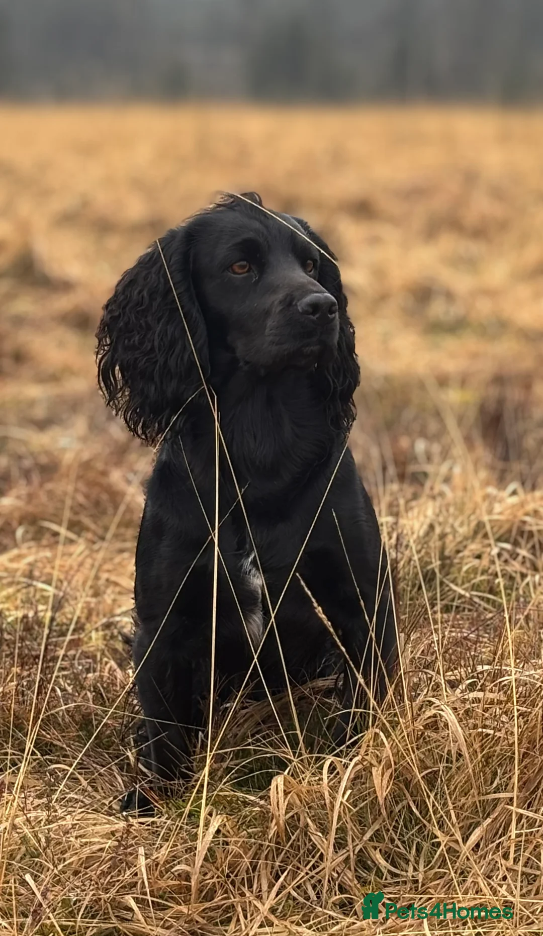 Cocker Spaniel dogs for stud: FTAW Champion Bred KC reg working Cocker - Advert 1