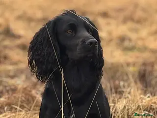 Cocker Spaniel dogs FTAW Champion Bred KC reg working Cocker - Advert 6