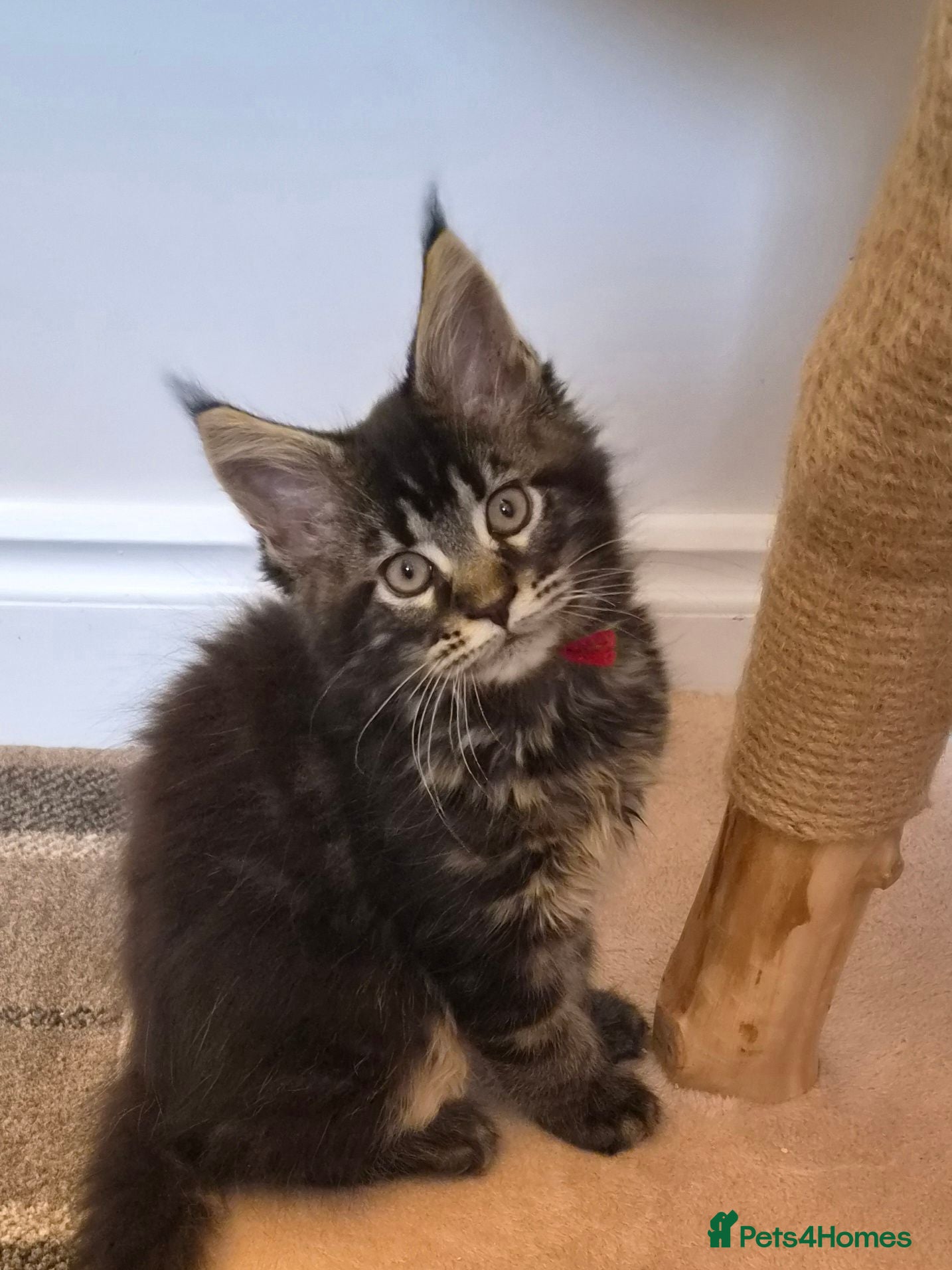 Maine Coon cats TICA REGISTERED MAINE COONS - Advert 2