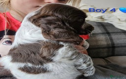 Cocker Spaniel dogs for sale: Stunning Show Cocker Spaniels - Image 16