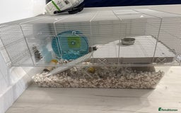 Hamster rodents for sale: Hamster for sale - Image 1