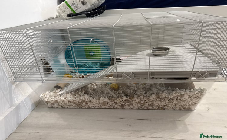 Hamster rodents - Advert 1