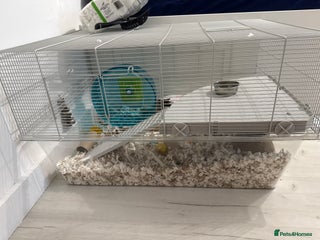 Hamster rodents - Advert 23