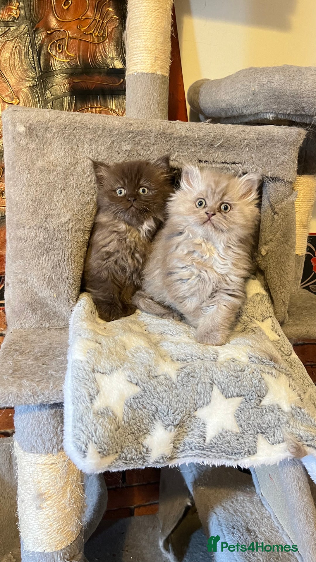 Persian cats for sale: Persian kitten ready to go - Image 6