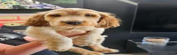 Cocker Spaniel dogs for sale: Beautiful cocker spaniel puppies - Advert 8