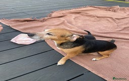 Jack Russell dogs for sale: 5 beautiful Jack Russell puppies for sale  - Image 6