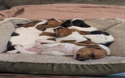 Jack Russell dogs for sale: Jack Russell puppies  - Image 17