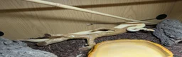 Python Snake reptiles for sale: Royal python  in Tamworth - Advert 5