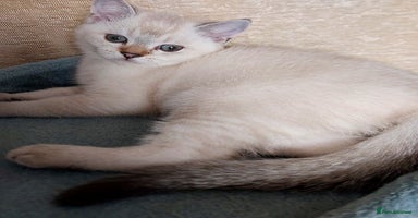 Scottish Fold cats - Advert 3