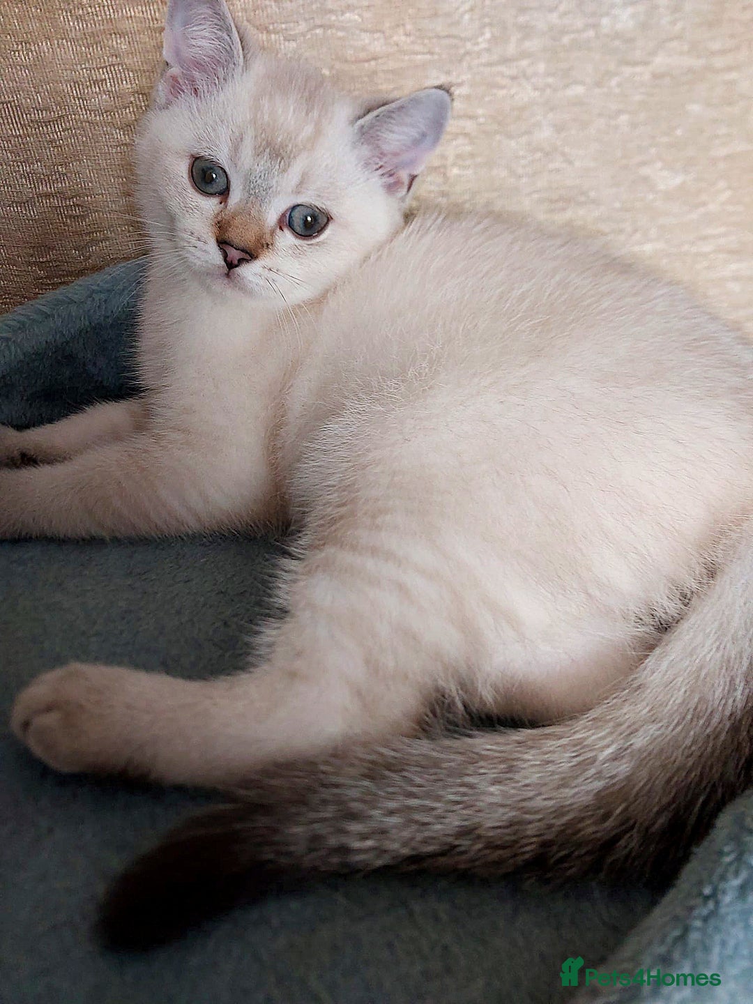 Scottish Fold cats for sale: Pedigree Scottish Folds kittens READY TO LEAVE - Image 3