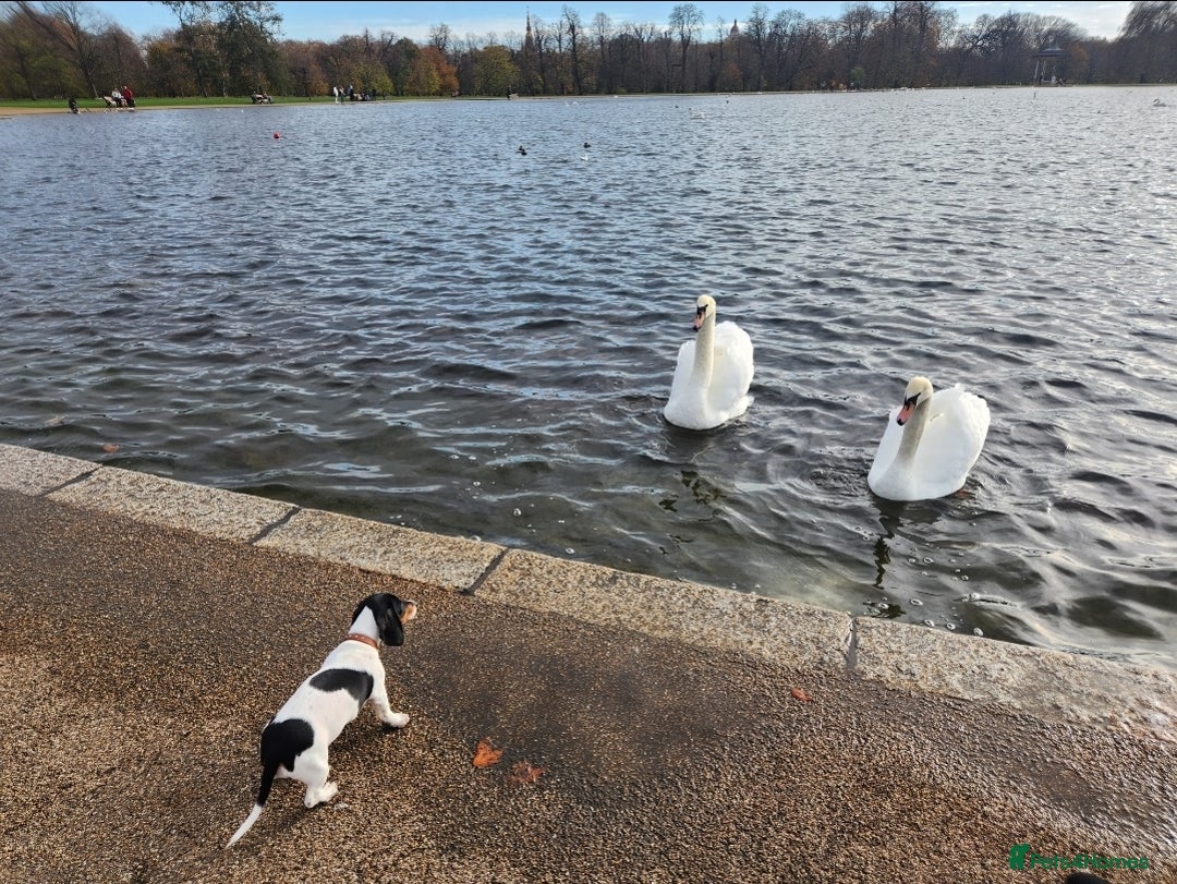 Dachshund dogs for sale:  **  sale of rear Dachshund Puppies  - Advert 20