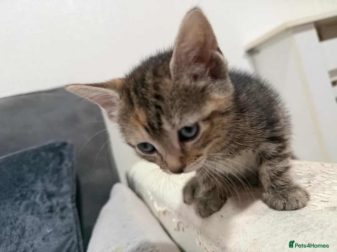 American Shorthair cats for sale: 5 beautiful kittens for sale  - Advert 9