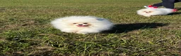 Pomeranian dogs for sale:     Luxury White Pomeranian Puppies  - Advert 5