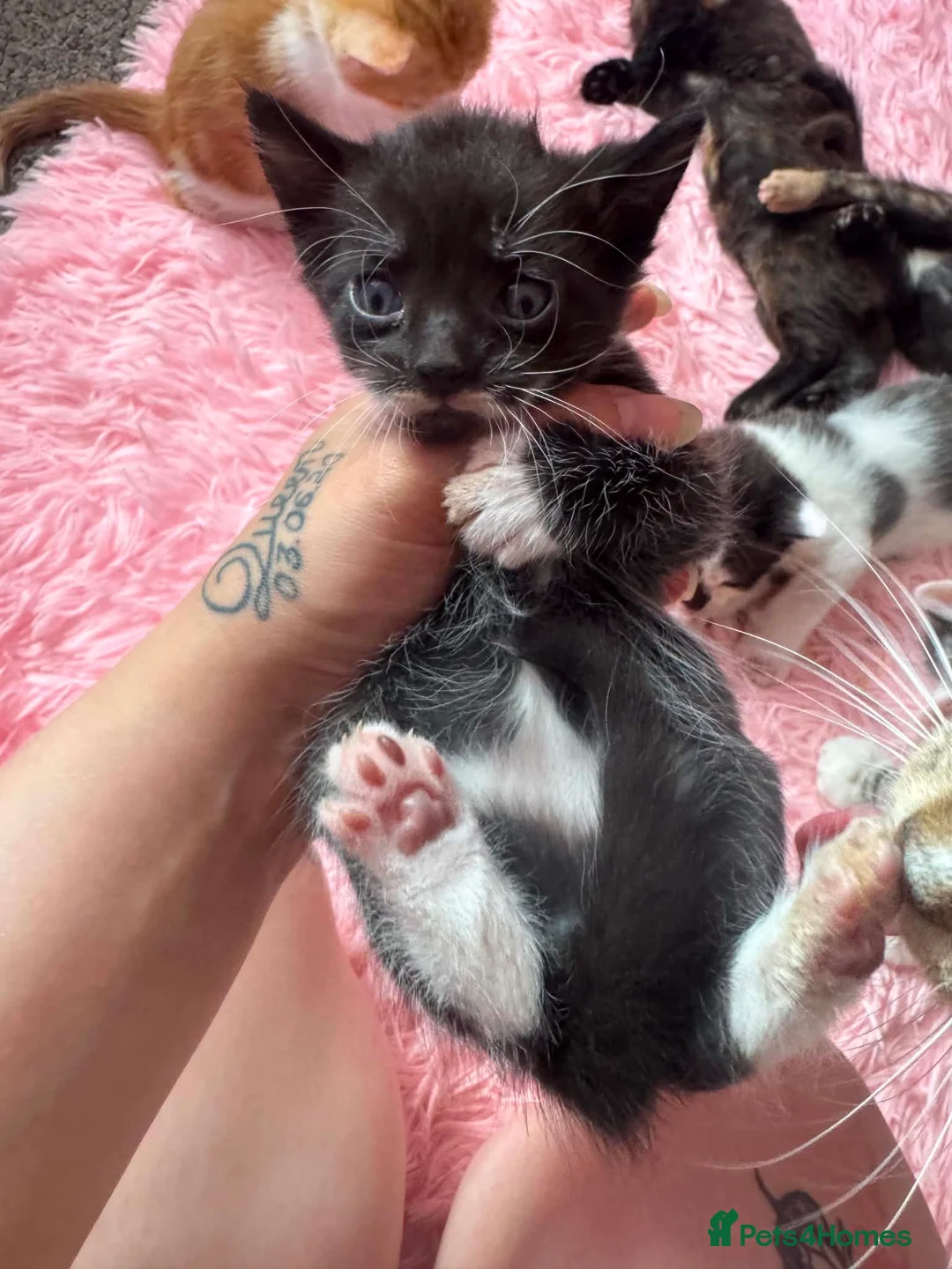 Mixed Breed cats for sale: Kittens ready to leave still available  - Advert 36