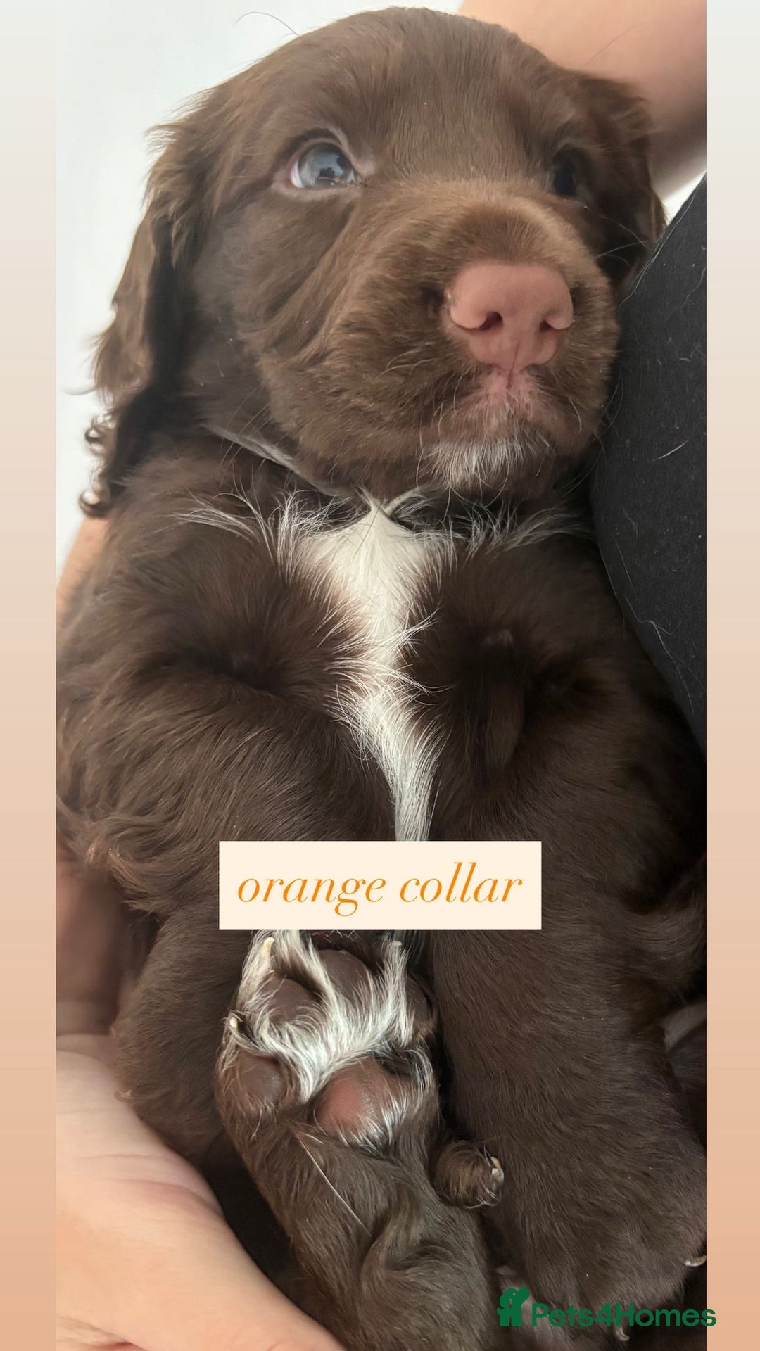 Sprocker dogs for sale: Sprocker puppies. Ready to leave 10th October.  - Image 29