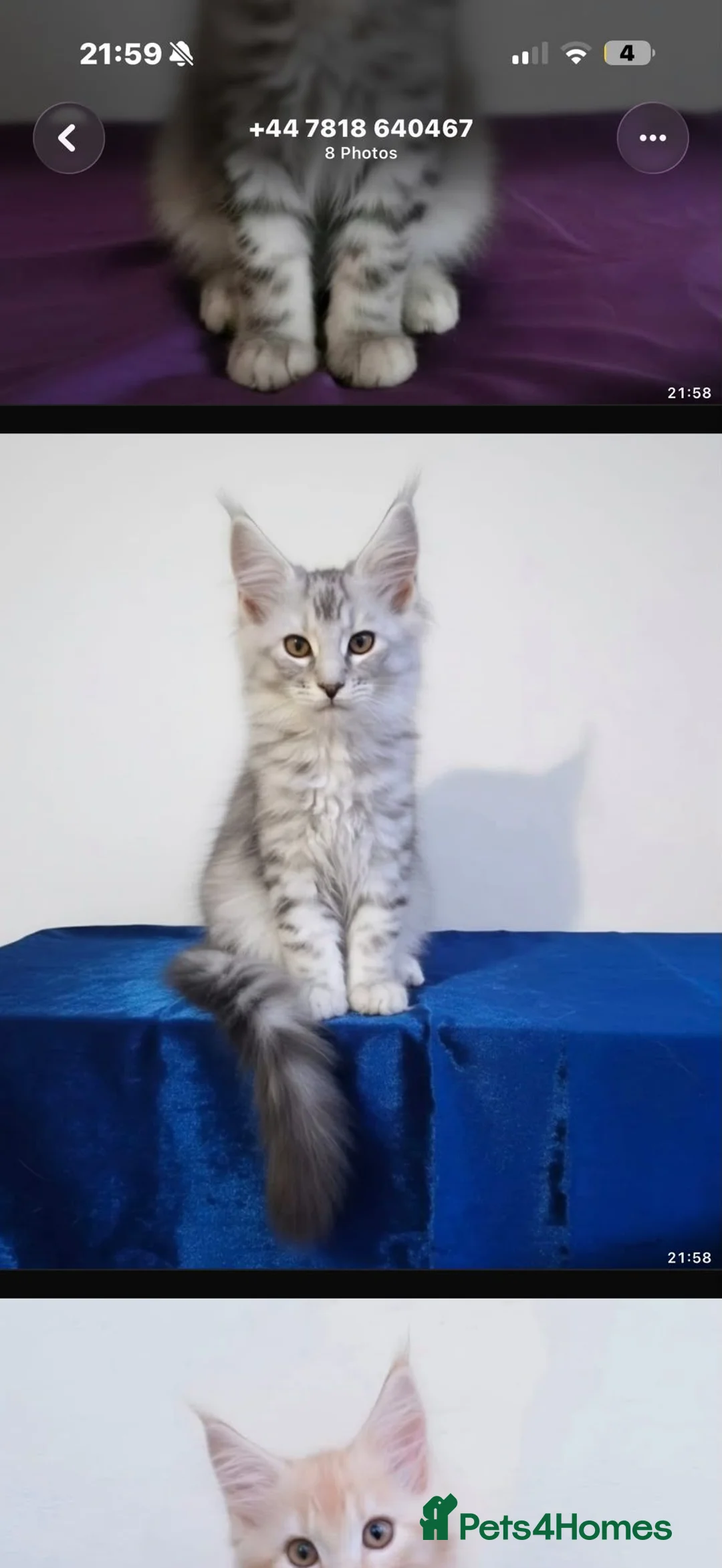 Maine Coon cats for sale: Reduced Beautiful GCCF maine coon kittens  - Advert 2
