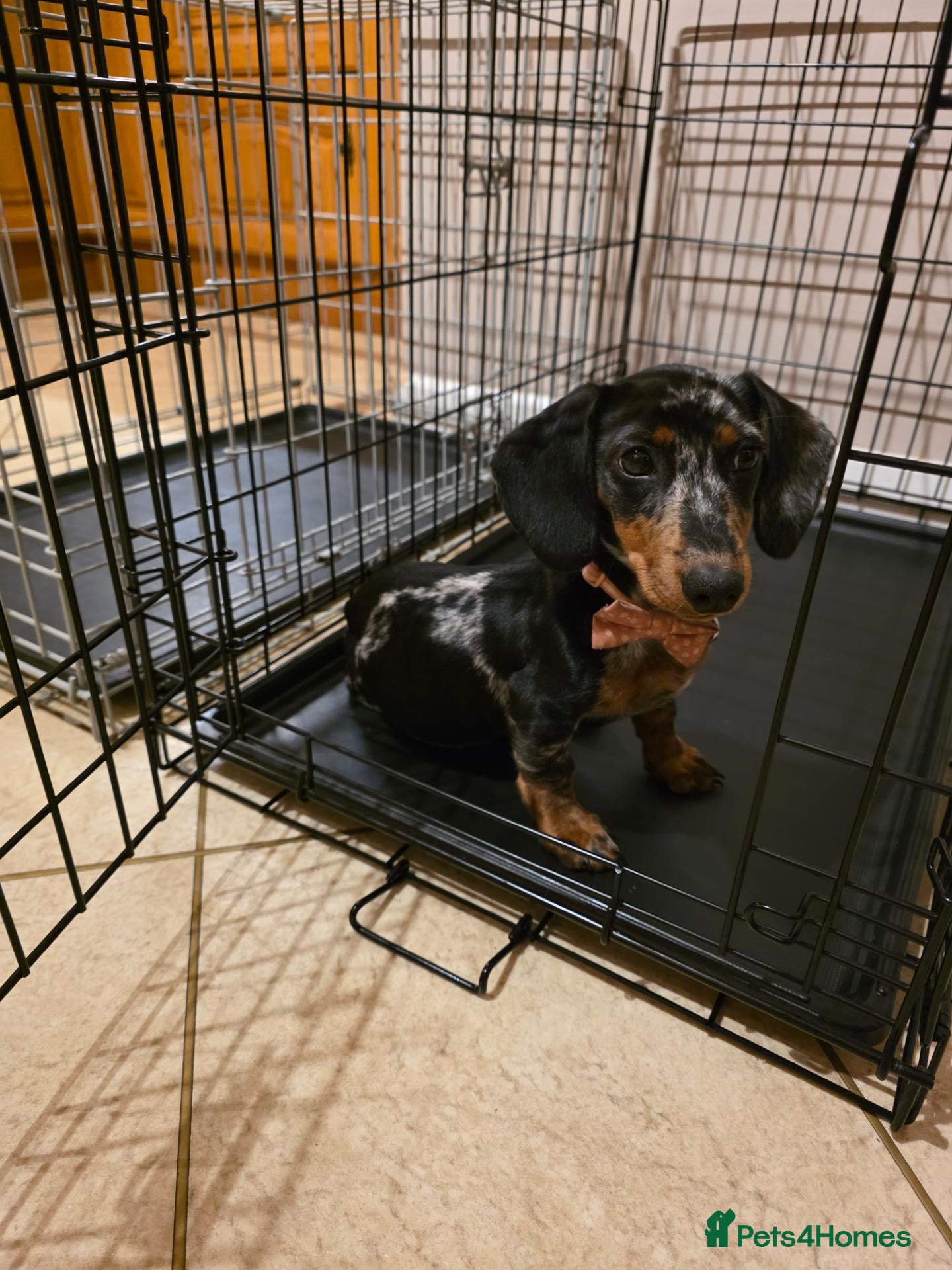Miniature Dachshund dogs Miniture Dachshund Pup for Sale - Advert 13