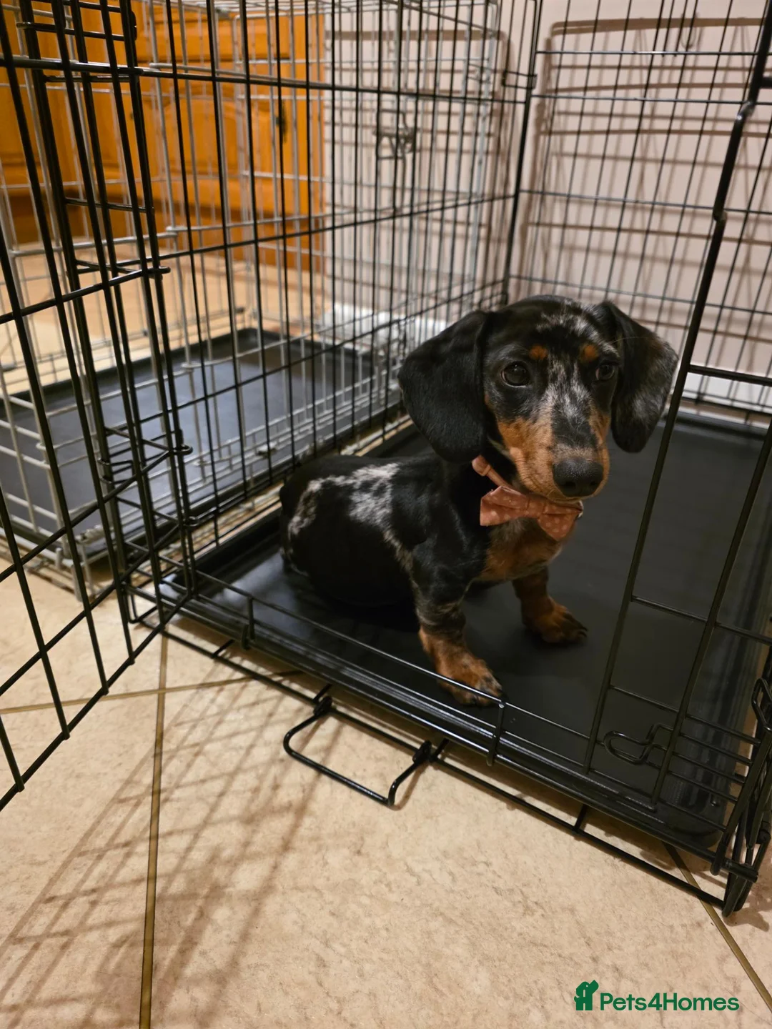 Miniature Dachshund dogs for sale: Miniture Dachshund Pup for Sale in Craigavon - Advert 1