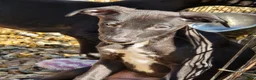 Mixed Breed dogs for sale: Freya the whippet lurcher.  - Advert 10
