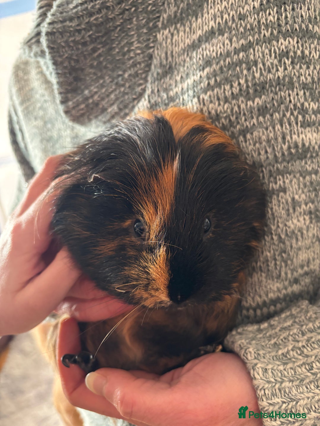 Guinea Pig rodents for sale: Guinea pig.  - Advert 7