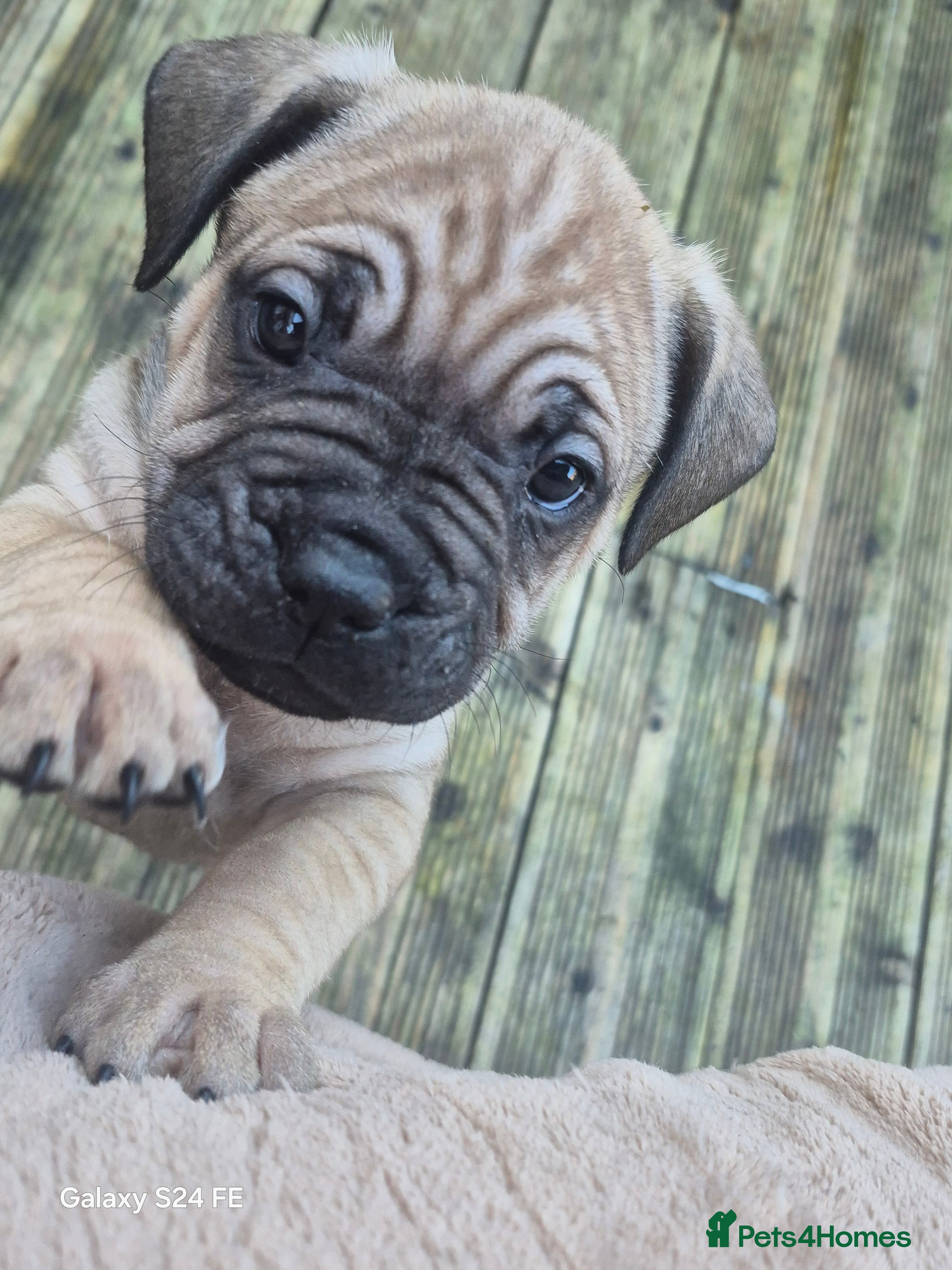 Mixed Breed dogs Staffie cross french bulldog puppies  - Advert 16