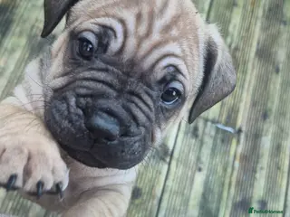 Mixed Breed dogs Staffie cross french bulldog puppies - Advert 16