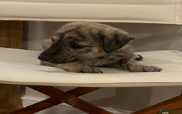 Mixed Breed dogs for sale: Beautifully Bred broken coated Lurcher Puppies - Image 7