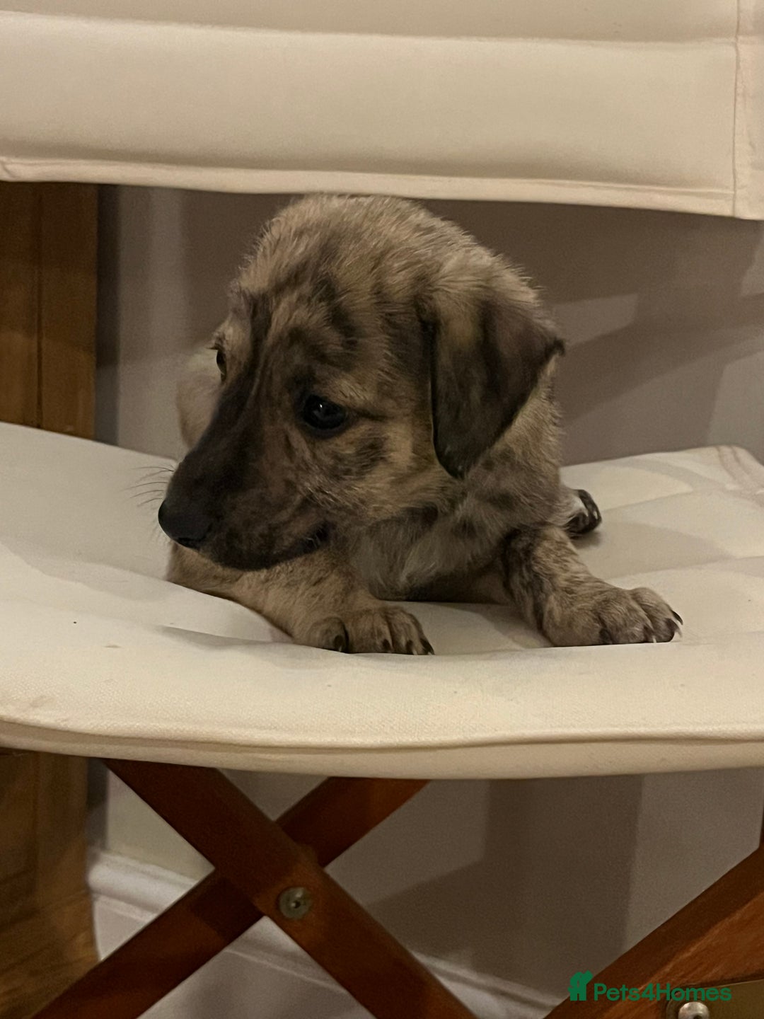 Mixed Breed dogs for sale: Beautifully Bred broken coated Lurcher Puppies - Image 7