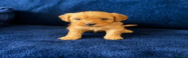 Cavapoo Puppy 2
