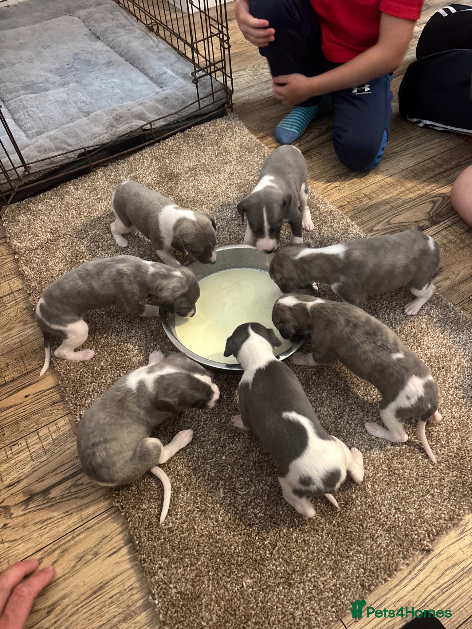 Whippet dogs for sale: Stunning kc reg whippets. Very well bred  - Advert 3