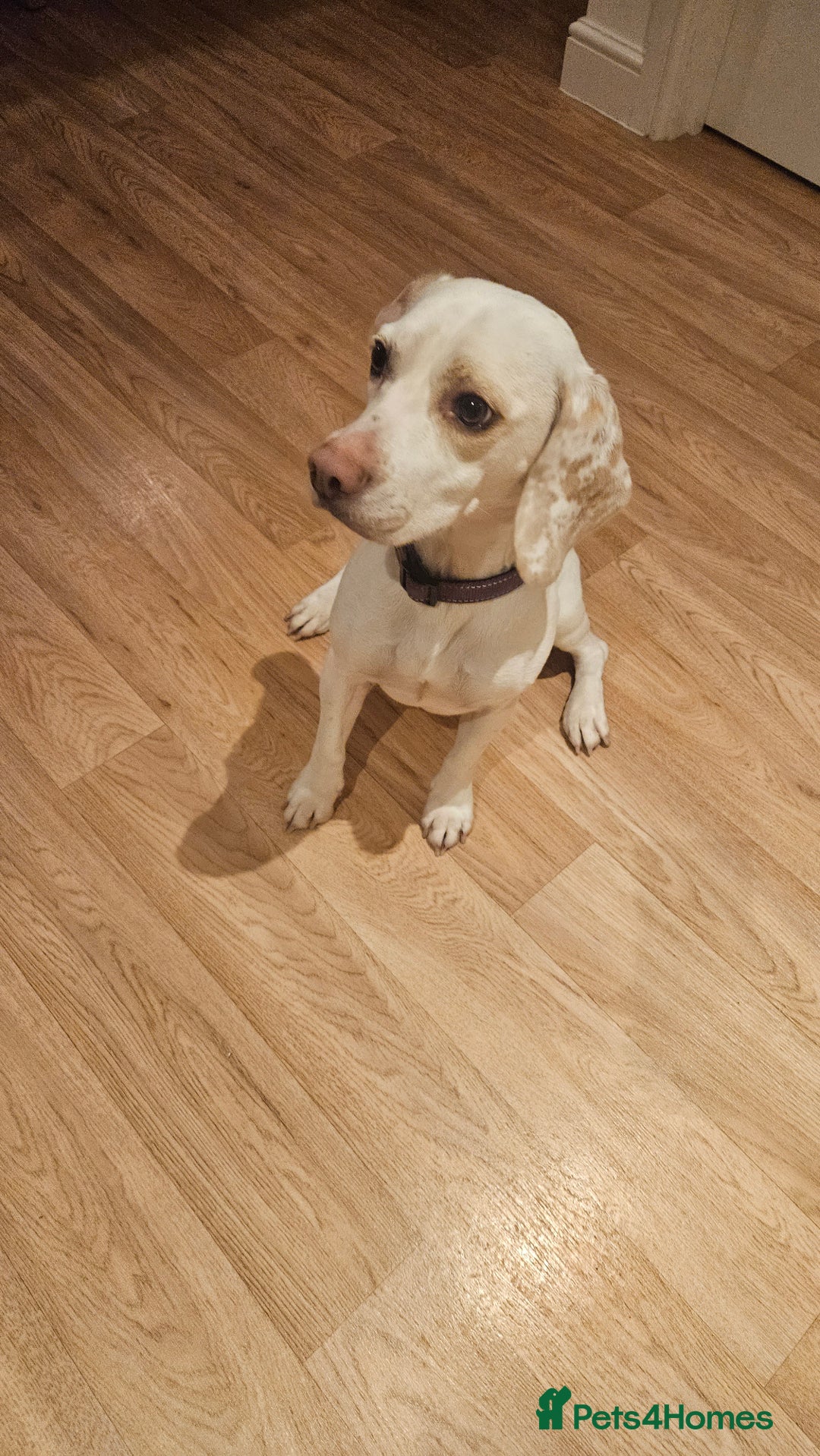 Beagle dogs for sale: BEAGLE  - Advert 2