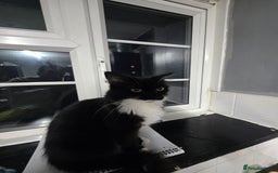 British Longhair cats for sale: Cat for sale  - Image 2