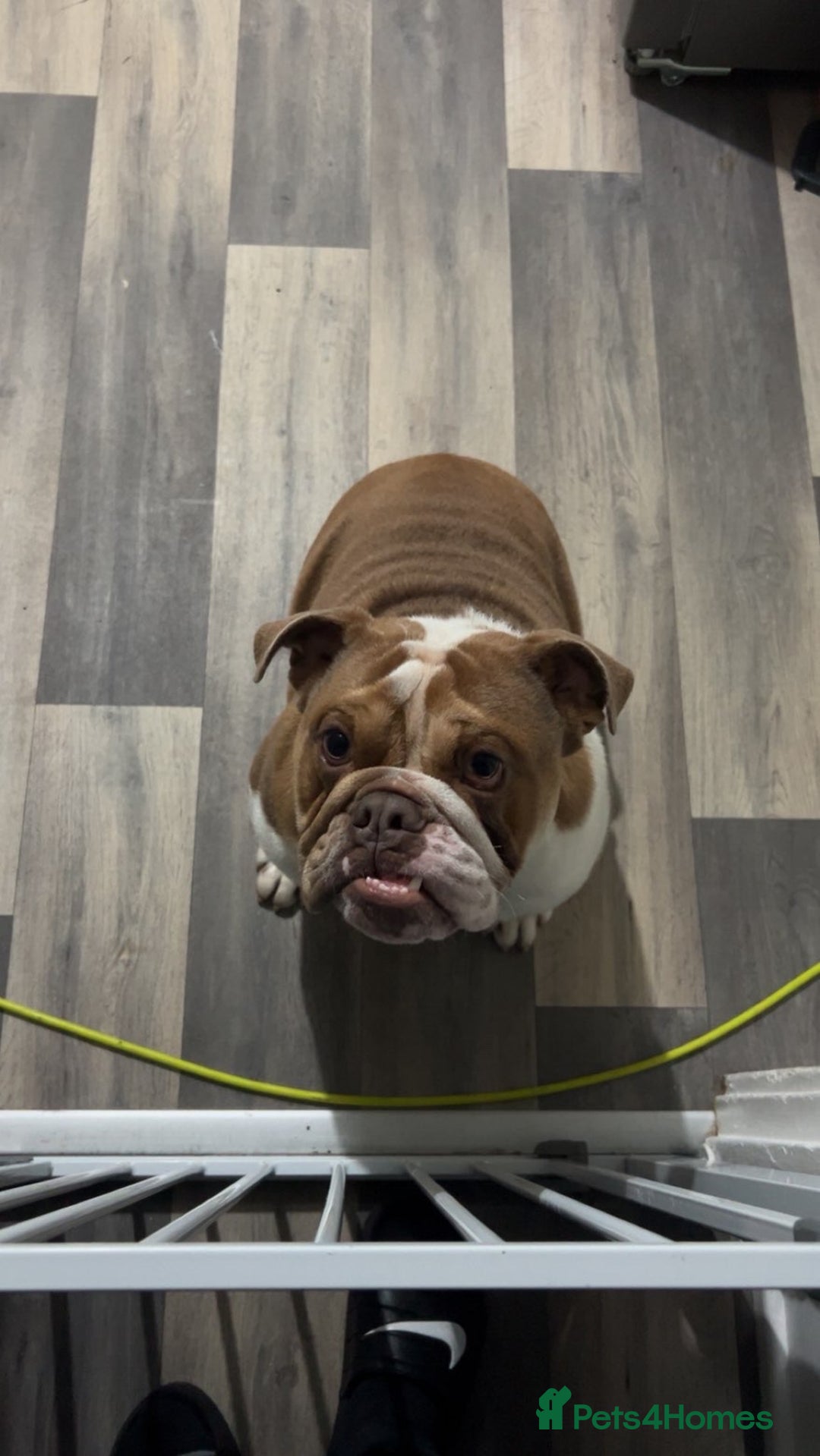 English Bulldog dogs for sale: Male English bulldog  - Advert 3