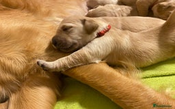 Golden Retriever dogs for sale: 🐾Sweet Golden Retriever Puppies-5 generation KC🐾 - Image 6