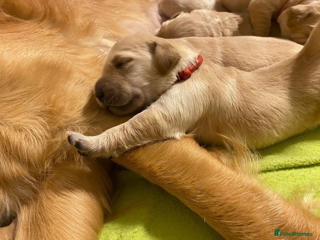 Golden Retriever dogs for sale: 🐾Sweet Golden Retriever Puppies-5 generation KC🐾 - Image 6