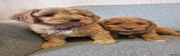 Cavapoo dogs for sale: Cavapoo in Dundee - Advert 1