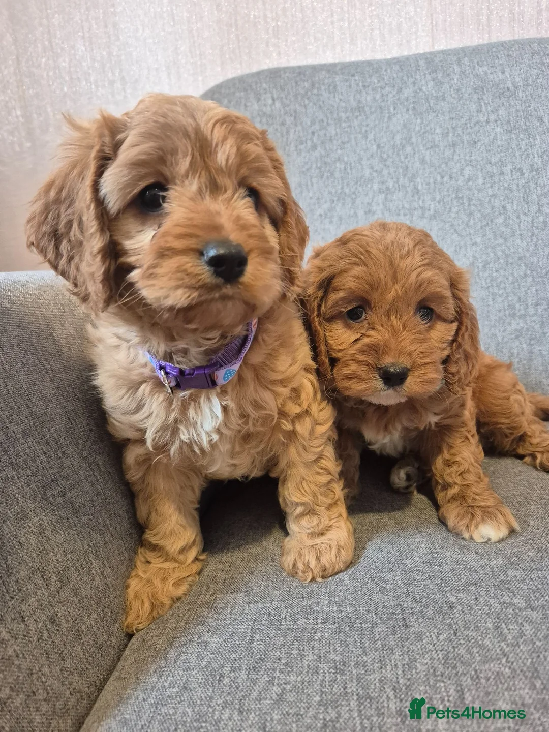 Cavapoo dogs for sale: Cavapoo in Dundee - Advert 1