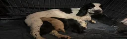 Cocker Spaniel dogs for sale: Last SHOW quality girl  - Advert 2
