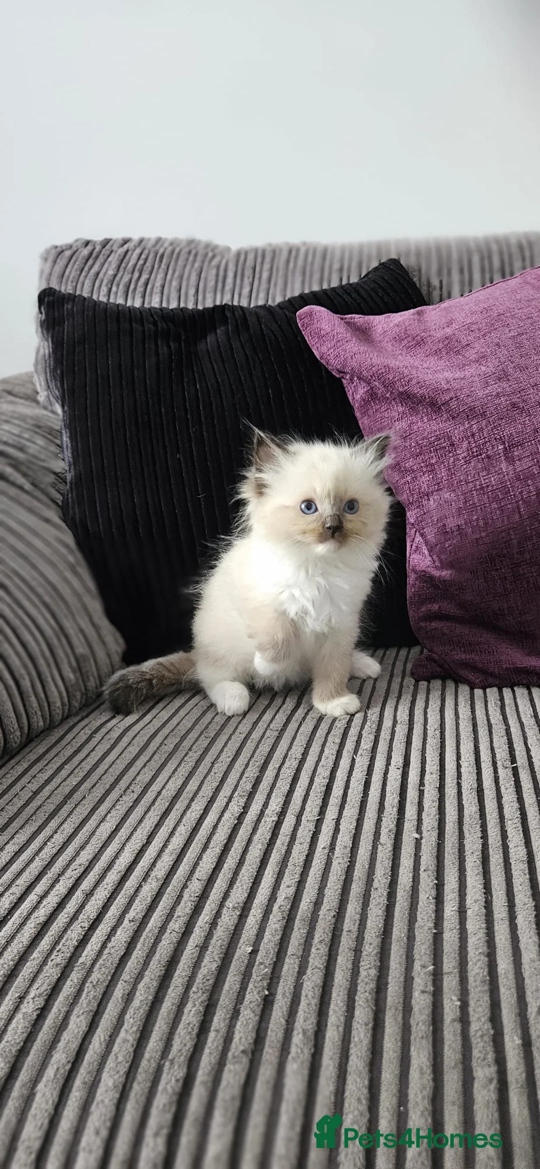 Ragdoll cats for sale: Stunning ragdoll kittens looking for new homes - Advert 11