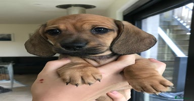 Dachshund dogs - Advert 5