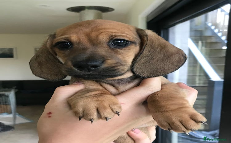 Dachshund dogs - Advert 2