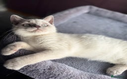 British Shorthair cats for sale: Lilac colourpoint BSH GCCF boy - ready to leave  - Image 2