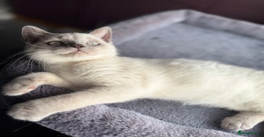 British Shorthair cats - Advert 15
